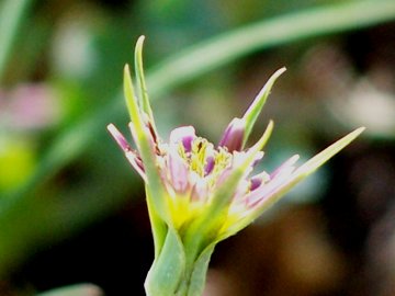 Tragopogon porrifolius /  Barba di becco viola